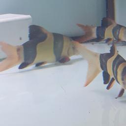 8 clowns loaches. 4 are XL. price one one XL can go for over £80 at local aquarist shops.. reduced from £280. NO OFFERS