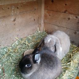 I have a male and female rabbits, both a year old, both had injections and been done.
They come with hutch a indoor cage, Hay strew and woodshaving and food.
Both can be handled, very friendly. Selling as I just don't have the time to care for them now,
£45 the lot
Collection only as I don't drive thanks