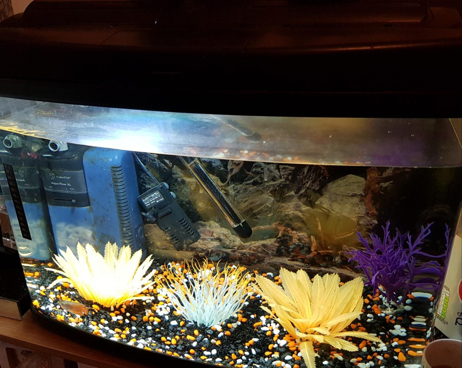 80 litre fish tank setup in WV8 Staffordshire for £60.00 for sale Shpock