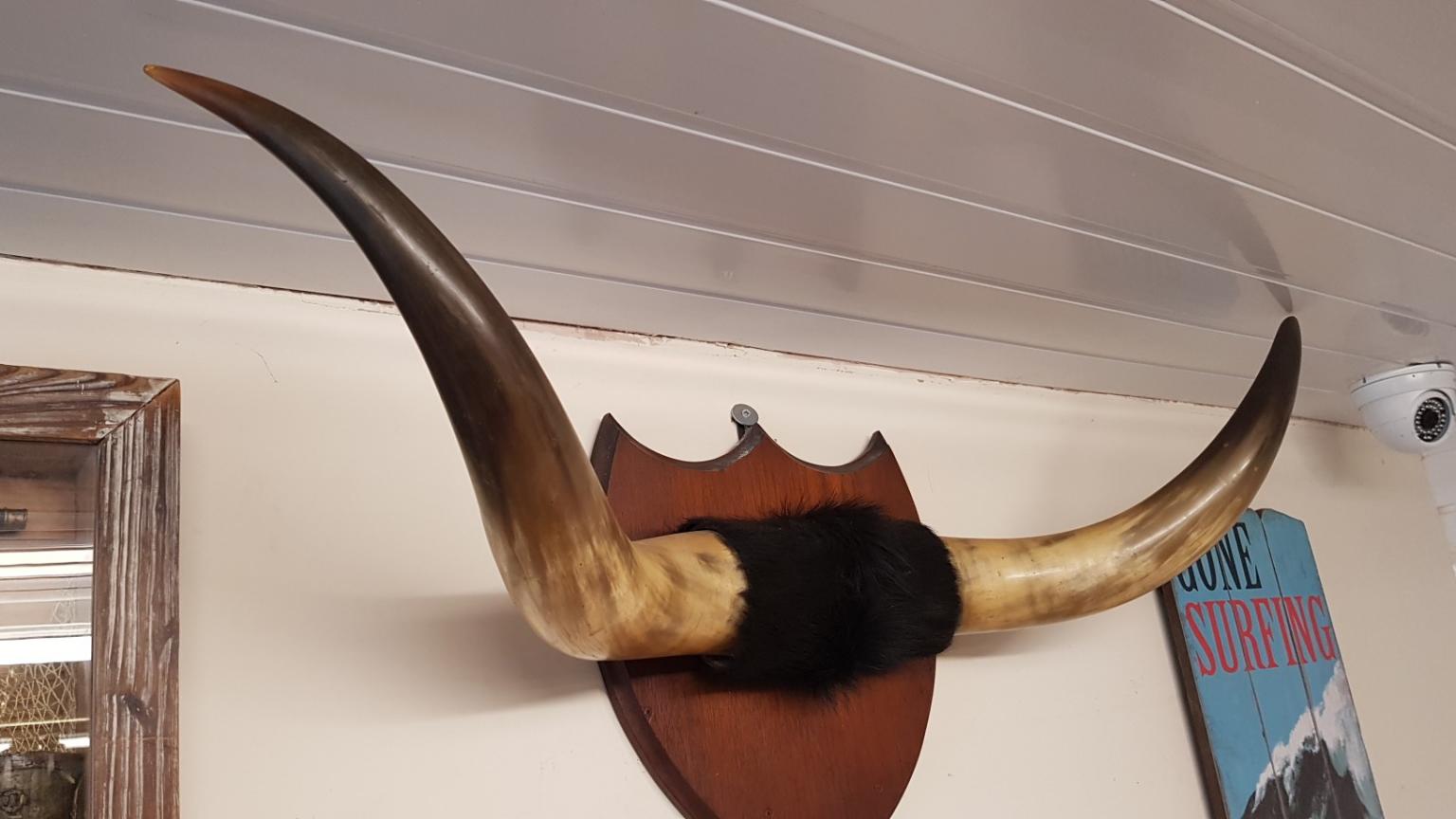 mounted bull horns in B61 Bromsgrove for £100.00 for sale Shpock