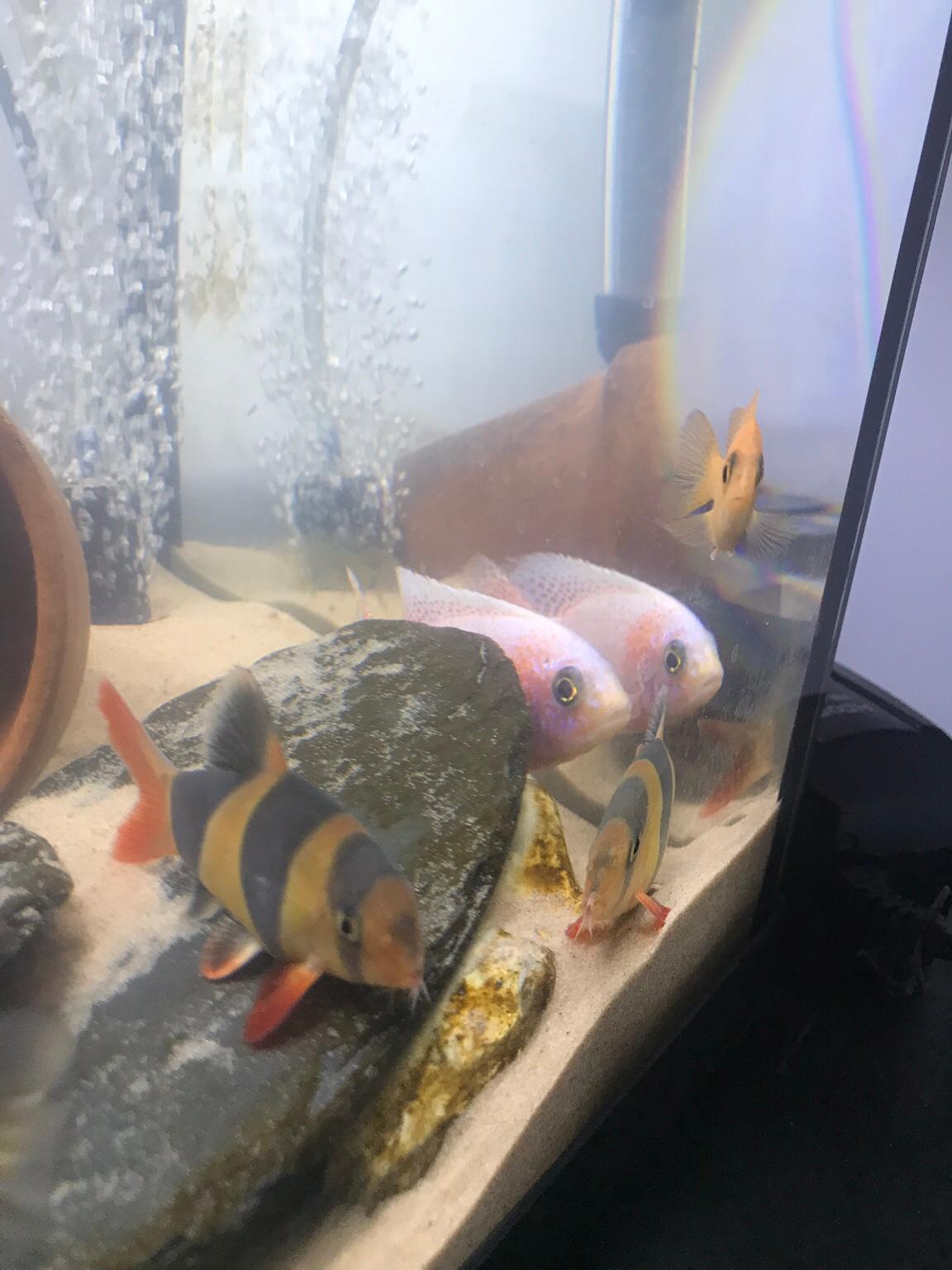 Rehoming Unwanted Tropical Fish in N1 Hackney for free for sale Shpock