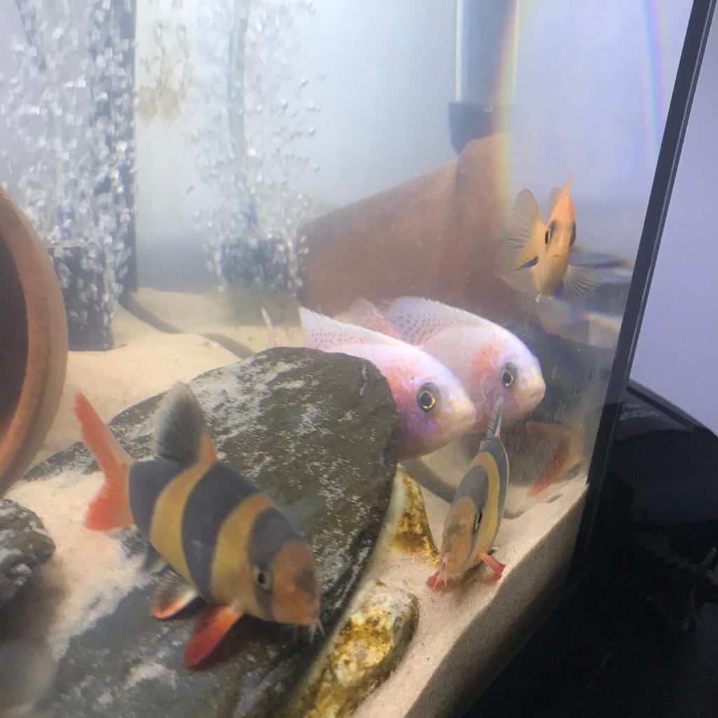 Rehoming Unwanted Tropical Fish in N1 Hackney for free for sale Shpock