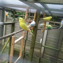 baby budgies two white and blue one green avairy birds 12 each