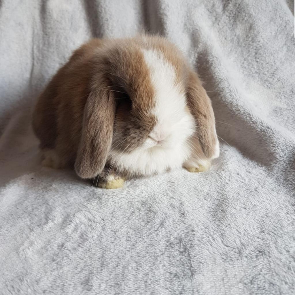 Beautiful baby mini lop in WA5 Burtonwood for £50.00 for sale | Shpock