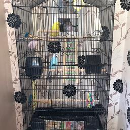 2 budgies and cage 
collection only no time wasters