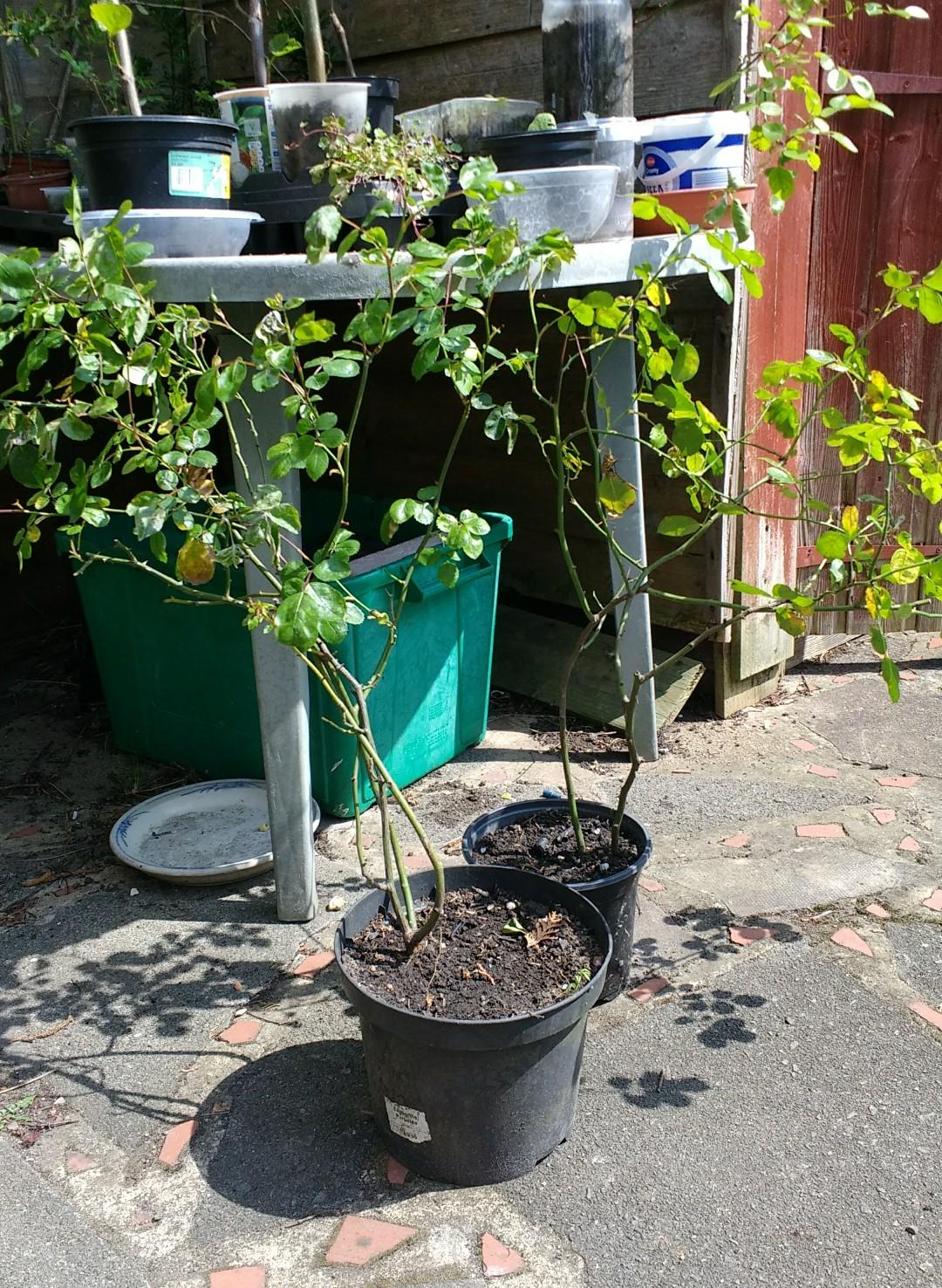 Pink Rambling Roses bushes flowers plants in SE20 London Borough of ...