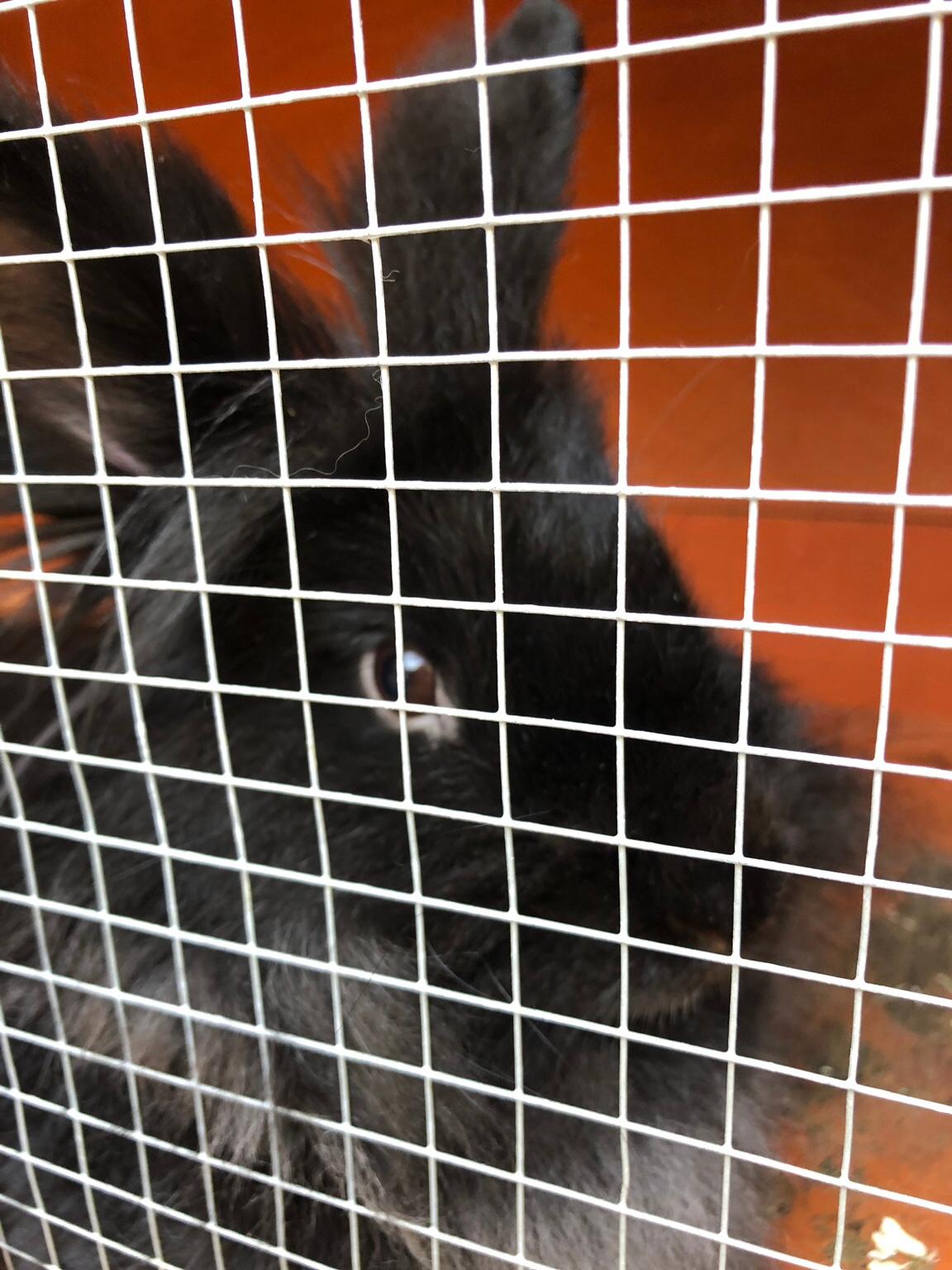 Lion headed lop eared rabbit and double cage in TS7 Middlesbrough für £