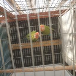 breeding pair of peach face lovebirds proven and ready to go down