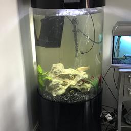 240 litre cylinder fish tank with touch screen control panel,5ft tall,comes with fluval filter,heater and led lights. Few marks here and there gorgeous tank just down sizing :( also have a few fish for sale Flowerhorns green terror angel fish etc collection from oldham Manchester can deliver at cost but rather u see it first xx