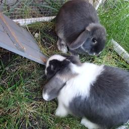 Three friendly 5 months old mini lop rabbits for sale all three boys. Mum can be seen in the last picture, dad is a white (bew) mini lop.

2# greys - £35

1# split - 45


 Viewing welcome.