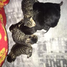 Ready to go in 7 weeks taking deposits now 2 black 4 tabby