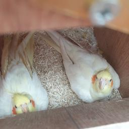 proven pair of lutino cockatiels 3 years old started to use the nest box so ready to go down. £100 the pair