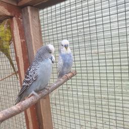 young budgies ready to go now ideal to tame £10 each also 2 6 month old cock exhibition budgies £20 each