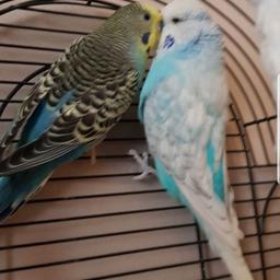 £30 IF COLLECTED TODAY
 budgies for sale with large cage food and water bowls and accessories and full bag if food.
1 boy ( white and sky blue) and 1 girl ( blue with yellow).
The boy is very friendly the girl is a little more hostile so will need someone with patience just do not have the time to give them.
Must go together.