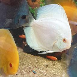 got some stunning discus fish for sale all  between 4 1/2 to 5 ins in size message me for prices
