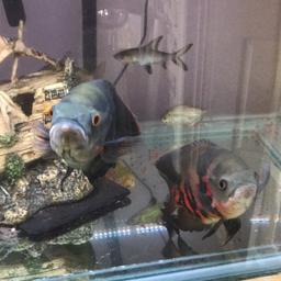 I have 3 Oscars that I’d like to move on. All in good condition. Very happy fish. £10 each