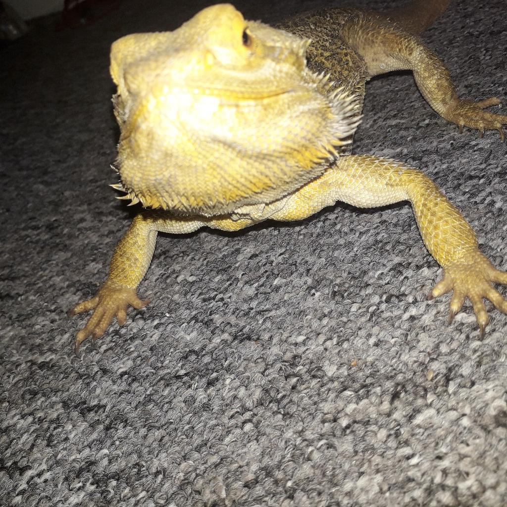 bearded dragon and 2 ball pythons +set ups in CH49 Wirral for £100.00