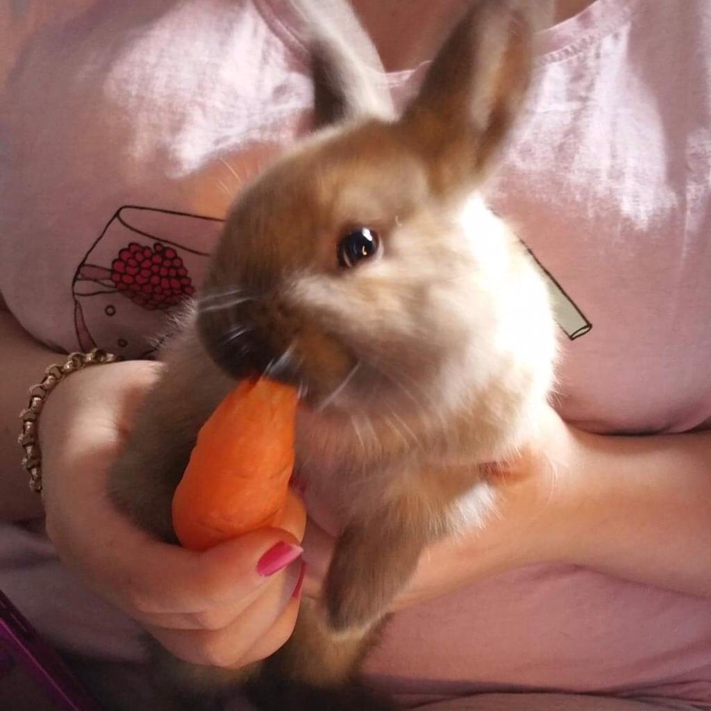 4 baby rabbits in WV14 Wolverhampton für 25,00 £ zum Verkauf | Shpock DE