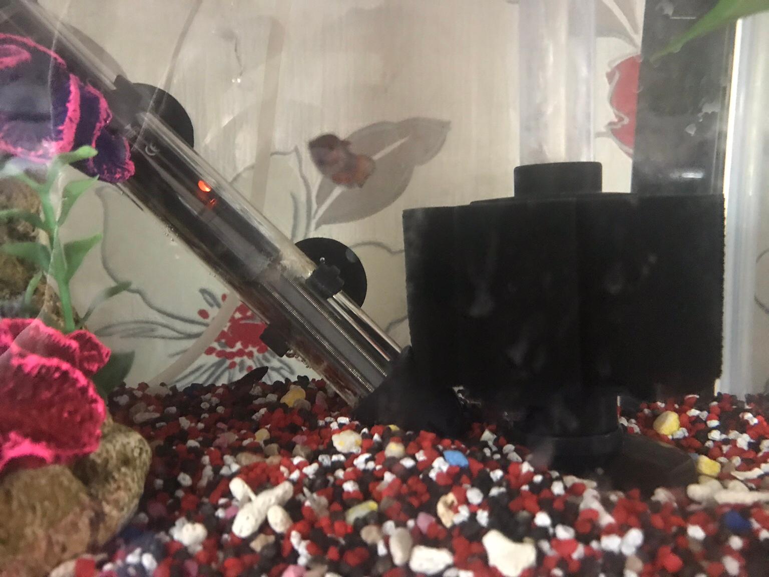 Fish tanks in WS8 Walsall für 100,00 £ zum Verkauf Shpock DE