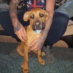 Here is Lola she is 4months old lovely girl very reluctant sale due to work commitments brilliant with kids and other dogs house trained loves walks good on lead. very very affectionate loves cuddles all injections and microchipped up to date with worming and flea treatment priced 350 to secure loving home no time wasters or stupid offers