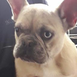 lovely french bulldog. 6 and half months old. kc reg plus been vacinated . full of energy great with kids and other dogs. only selling as my daughter is allergic to dog hair..