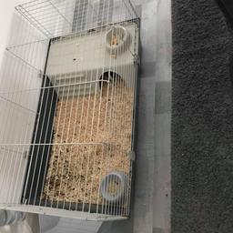 10 month old Guinea pig, cage, food bowl, water bottle, food bag, sawdust and hay of which he is using currently all for £40.

He is well looked after and very friendly! Loves his cuddles and fresh veg 🐽

The cage alone was bought for £45 and is only 3 months old.
