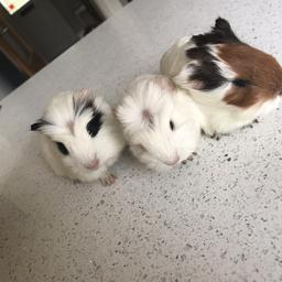 I have 3 boys and 1 girl left, ready to leave now. They are used to being handled and are very friendly. £20 each or £35 for a pair. Collection from wn3.