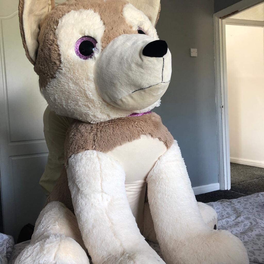 Giant shop husky teddy