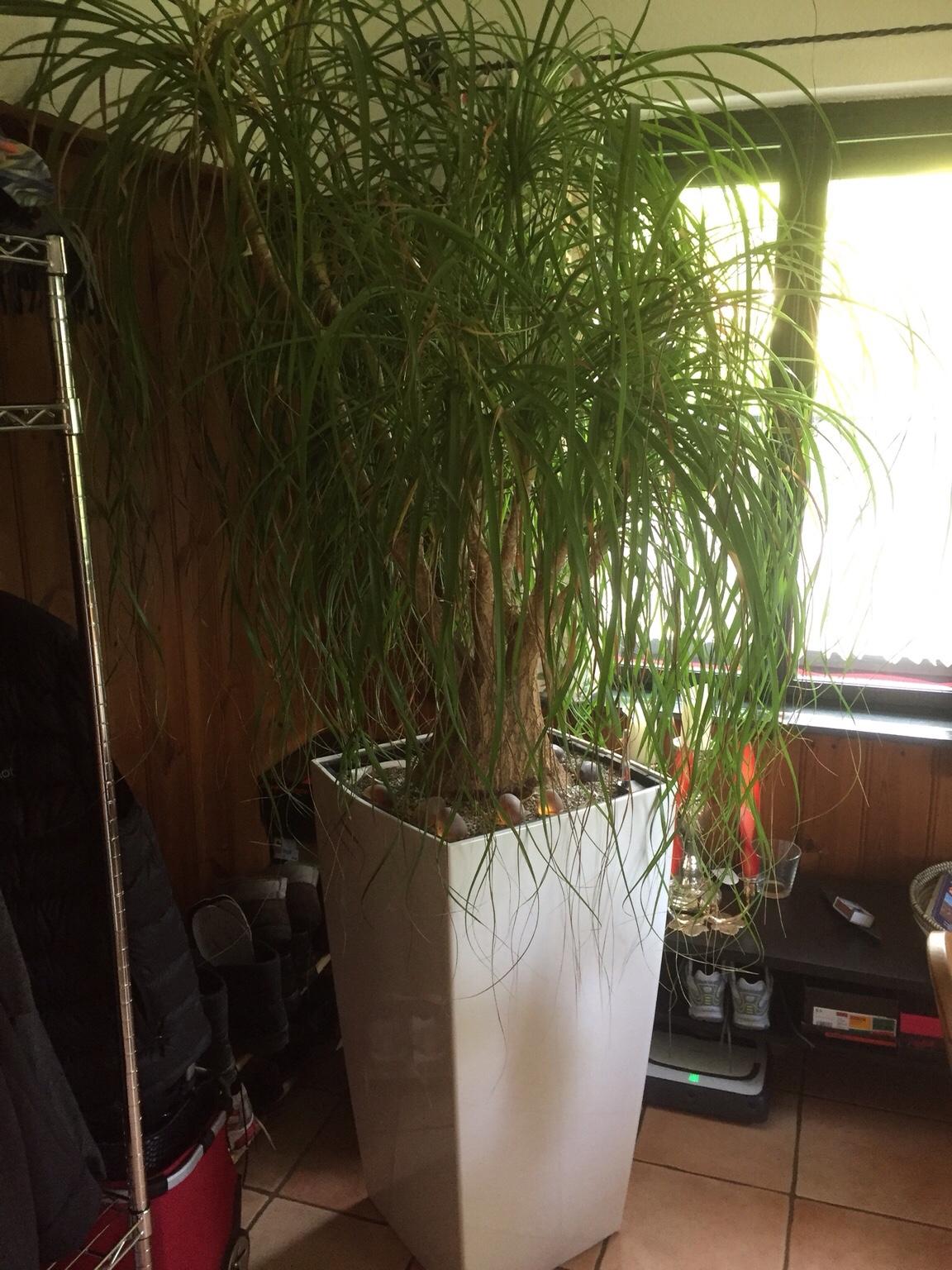 große geigenfeige kaufen Geigenfeige kaufen | Ficus lyrata