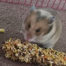 Hello
I have on sale hamster female she is very friendly. coming with cage and all accesories.