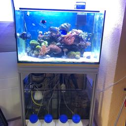 Verkaufe mein 200l meerwasser bzw salzwasseraquarium, es wird als set verkauft also mit technik und licht, das untergestell ist aus aluprofielen konstruiert und dadurch sehr stabil, ich verkaufe es da ich nun ein größeres becken habe.