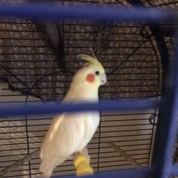 Beautiful female cocktail she loves singing whistling all time she is two year old only collection without cage