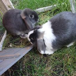 Two friendly 5 months old mini lop rabbits for sale all two boys. Mum can be seen in the last picture, dad is a white (bew) mini lop. Can deliver for a charge.

1# greys - £35

1# split - 45

 Viewing welcome.