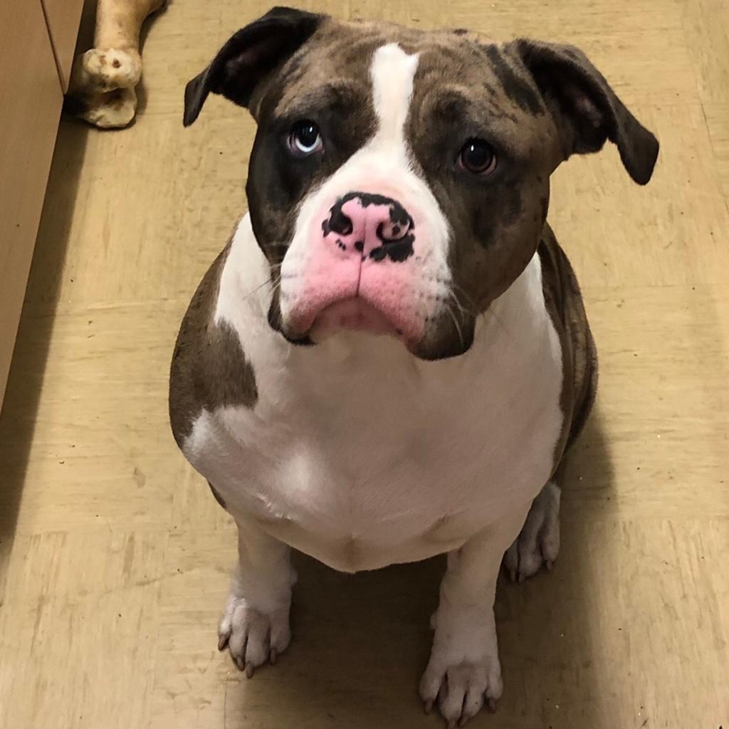 American bully X American blue blood bulldog in B70 Sandwell for £350. ...