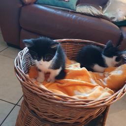 8 week old kittens . 1 tabby £80, 1 black and white £60, gorgeous and so freindly . ready to leave