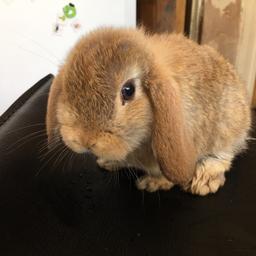 8 weeks old and ready to leave to a good home
Male mini lop rabbit
Collection B31