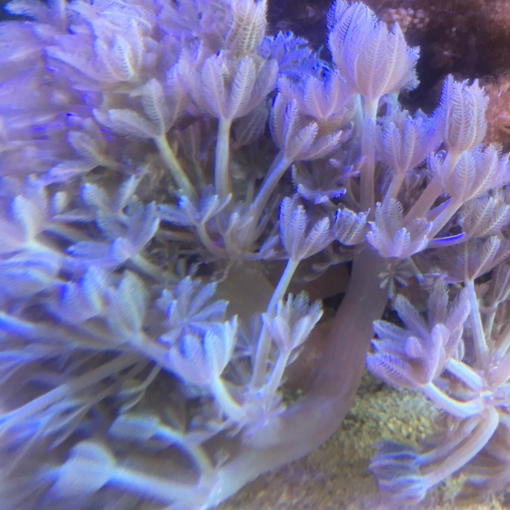 Pulsing Xenia corals and Kenya trees in BB2 Blackburn für £ 20,00 zum