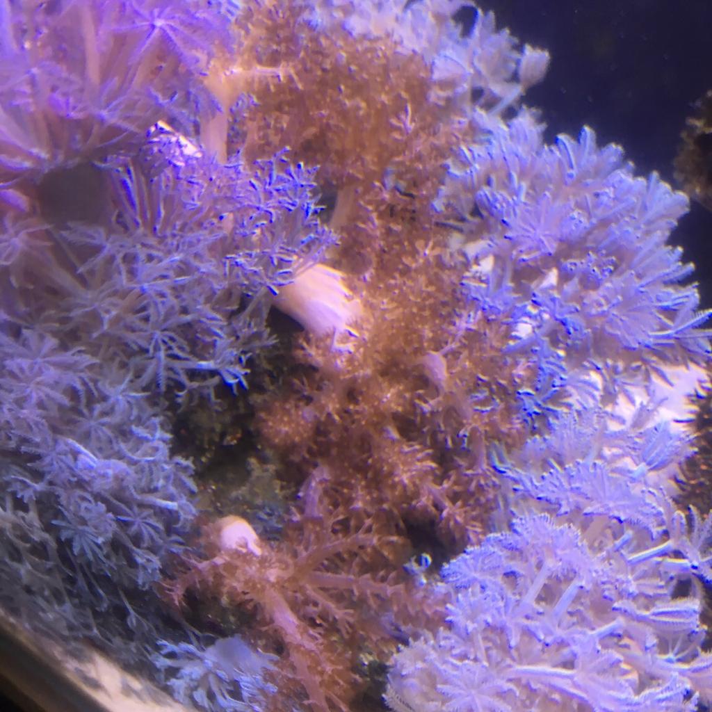 Pulsing Xenia corals and Kenya trees in BB2 Blackburn für £ 20,00 zum