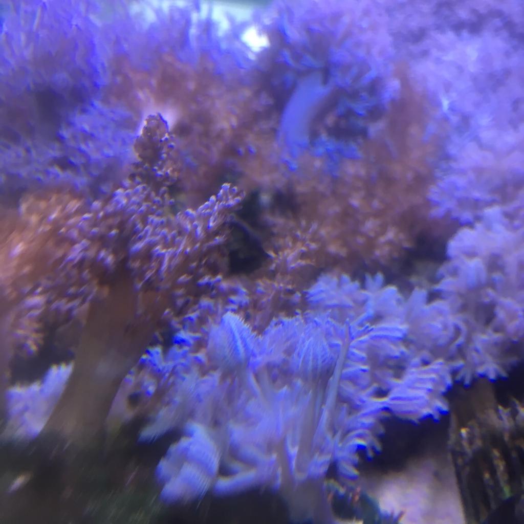 Pulsing Xenia corals and Kenya trees in BB2 Blackburn für £ 20,00 zum