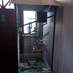 chirpy female birds both are 7 months old not tame but easily can be need them sold as need space includes cage to