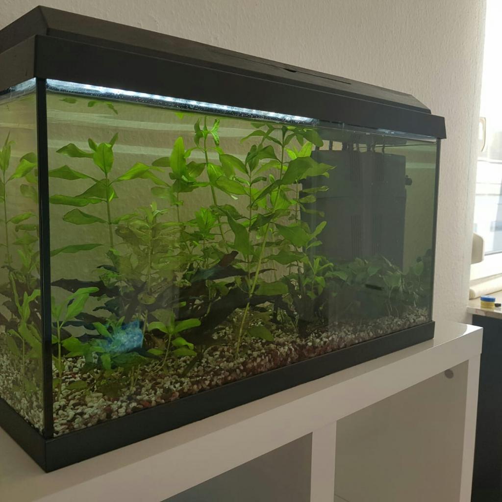 Aquarium "JUWEL" store 60 Liter - voll funktionsfähig