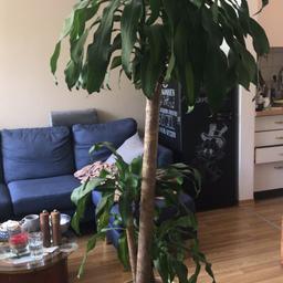 Ich verschenke meine geliebte Dracaena Zimmerpflanze. Sie ist für meine Wohnung leider zu groß geworden. Sie ist sehr pflegeleicht