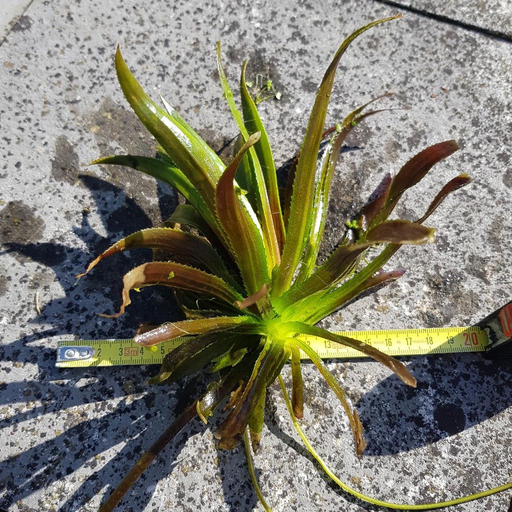 Krebsscheren/Wasseraloe in für € 5,00 zum Verkauf Shpock AT