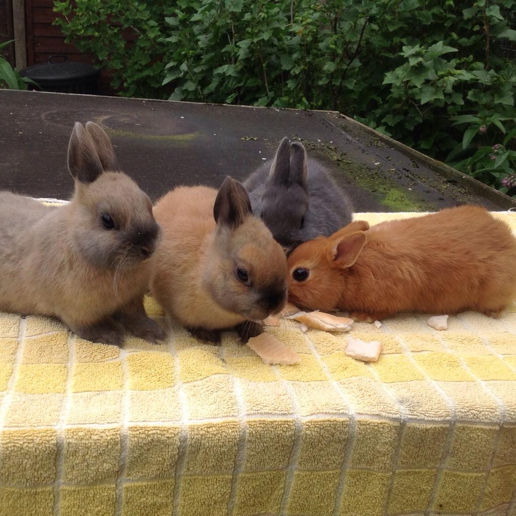Baby Netherland Dwarf Rabbits in South Staffordshire for £35.00 for