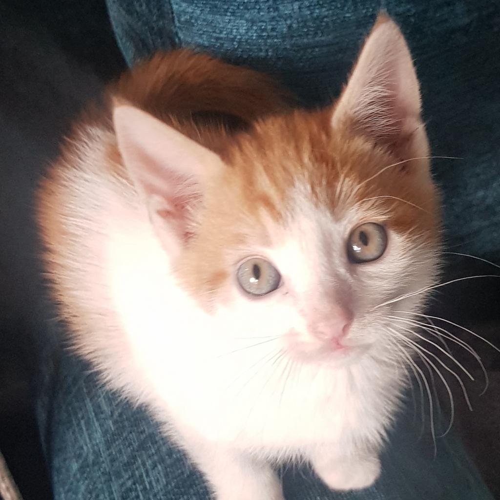 Male and female kittens for sale in B14 Birmingham für 35,00 £ zum