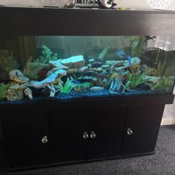 Beautiful mature Malawi full set up. Moving house so got to let this go. All fish from Top quality local malawi supplier. 2 X external filters. Black gravel and loads of rock. Bargain.