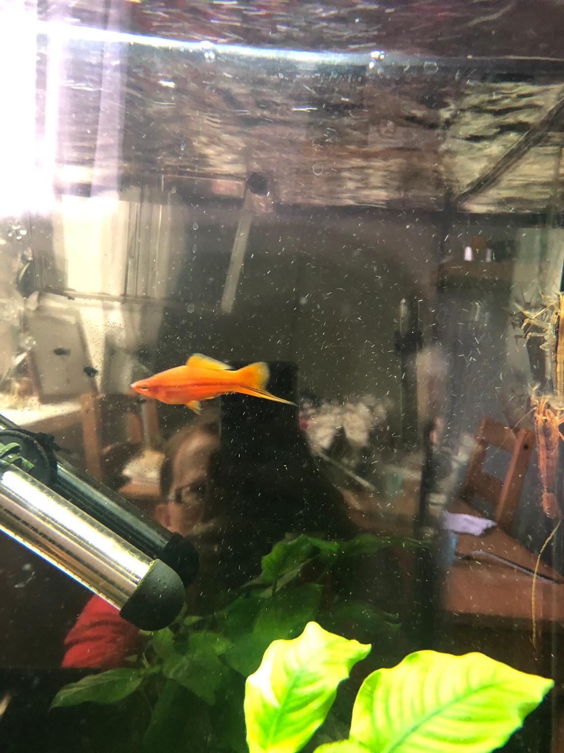 Tropical fish in WV14 Wolverhampton für £ 1,50 zum Verkauf Shpock AT