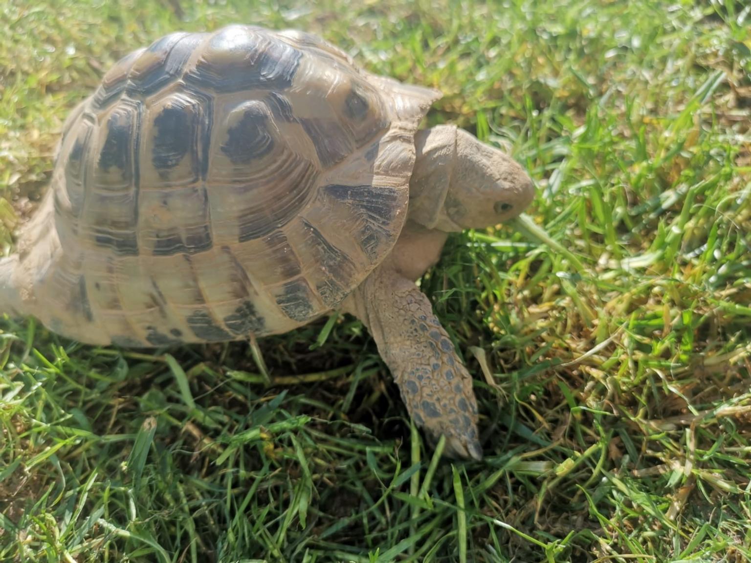 HERMANNS MALE TORTOISE AND COMPLETE SET UP in DN22 Bassetlaw for £130. ...