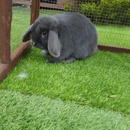 blue mini lop buck for sale
6 months old
tame, lovely rabbit