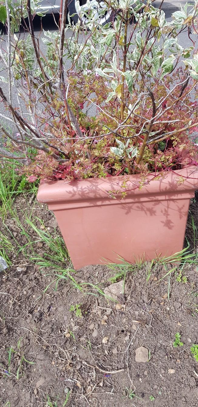 terracotta plant pots 2 for sale in B29 Birmingham for £15.00 for sale